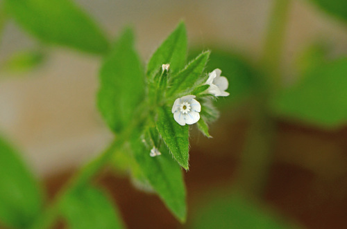 Bothriospermum chinense