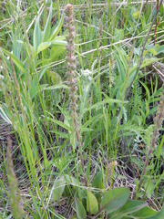 Veronica wyomingensis