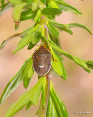Neoacledra haematopus