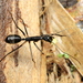 Camponotus cacicus - Photo (c) Stephen Luk, algunos derechos reservados (CC BY-NC), subido por Stephen Luk