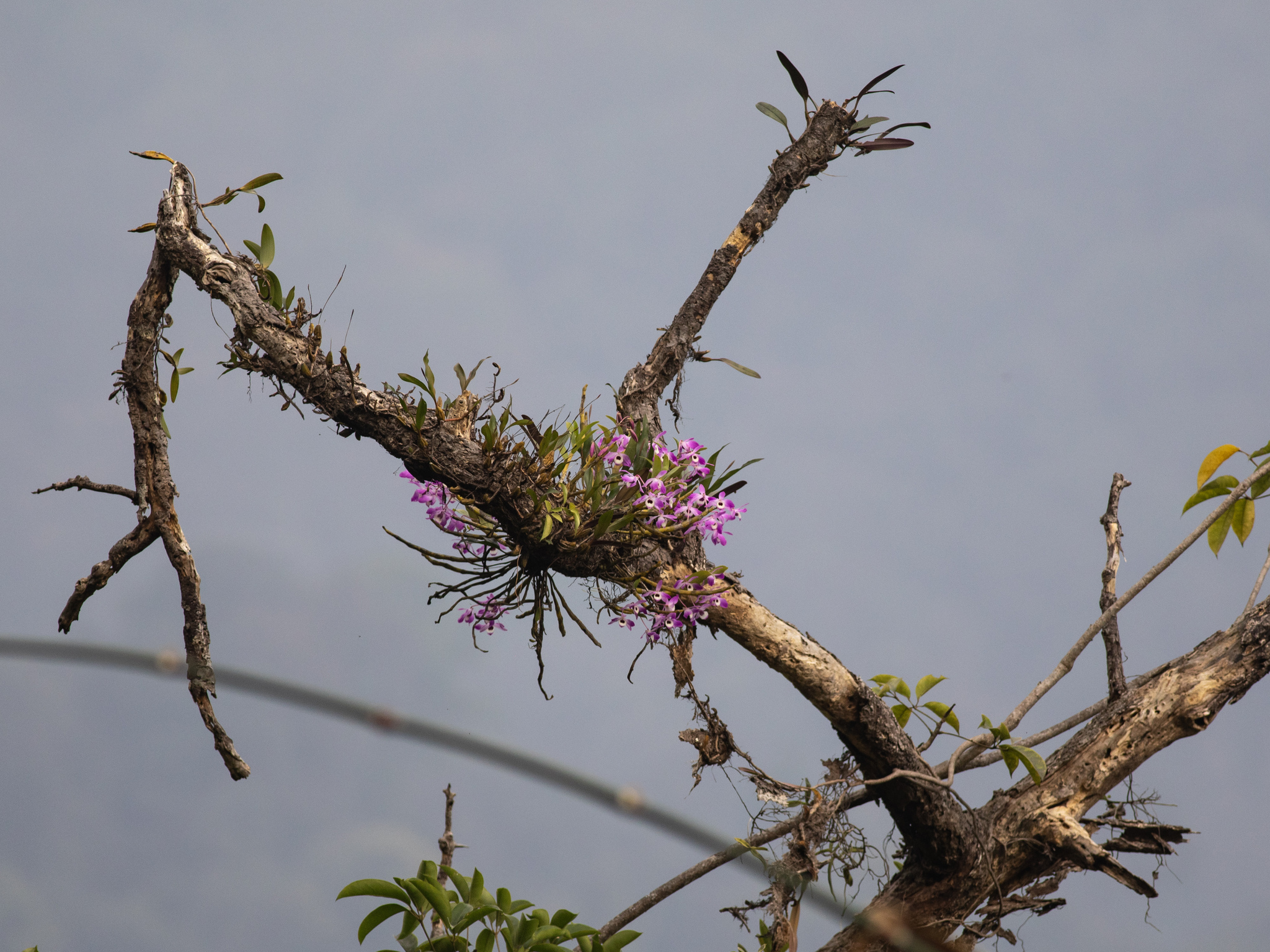 Imagem de Orquídea bambu