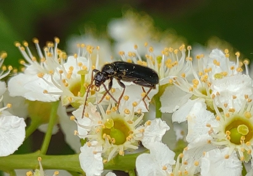 Pedilus cyanipennis