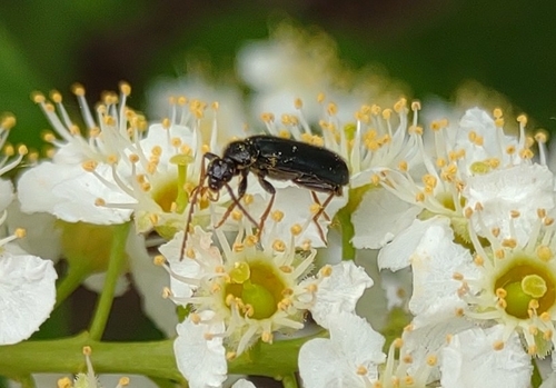 Pedilus cyanipennis