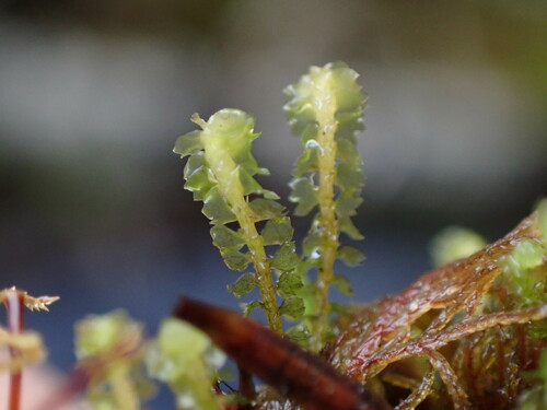 Image of Barbilophozia lycopodioides by no rights reserved