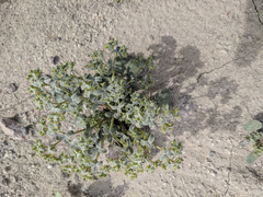 Chorizanthe fimbriata