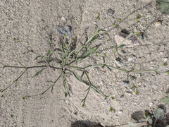 Chorizanthe brevicornu