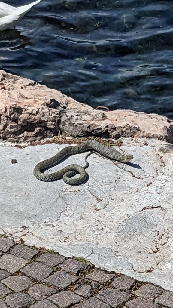 Tessellated Water Snake from 37018 Malcesine, VR, Italy on May 5, 2024 ...