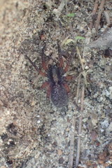 Trochosa sepulchralis