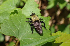 Laphria virginica