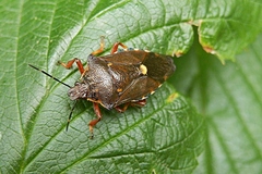 Pinthaeus sanguinipes