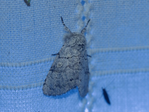 Charadra dispulsa photo 5