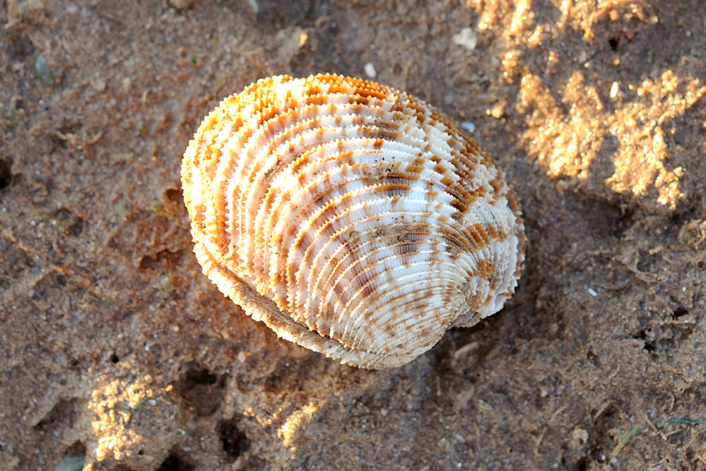 Chemnitz's Cockle