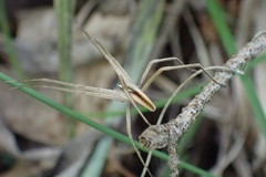 Pisaurina dubia
