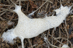 Fuligo cinerea