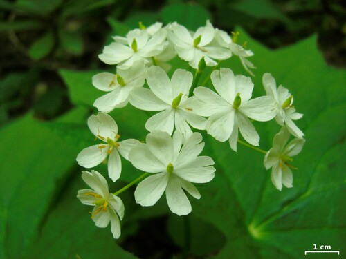 Diphylleia