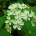 Diphylleia - Photo (c) Jason Hollinger, some rights reserved (CC BY)