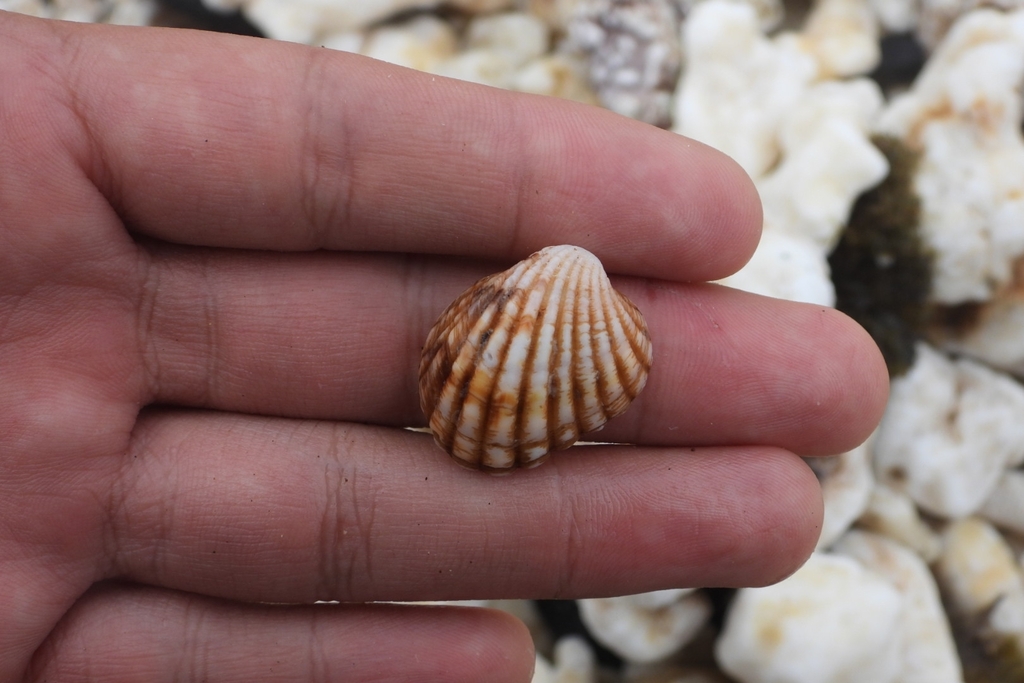 Cardites grayi