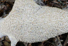 Fuligo cinerea