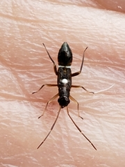 Pseudoxenetus regalis