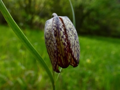 Fritillaria montana