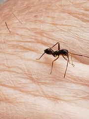 Pseudoxenetus regalis