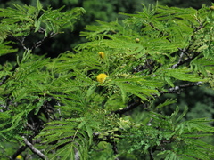 Leucaena greggii