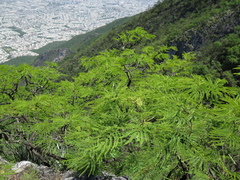 Leucaena greggii