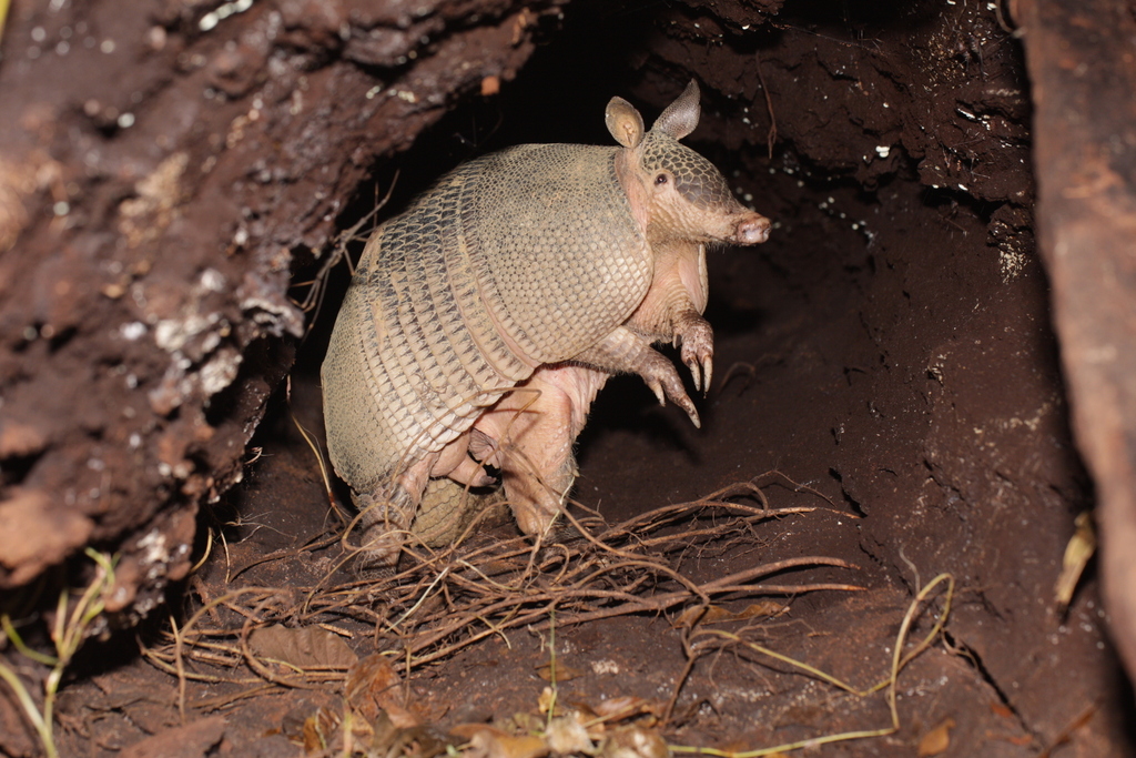 Greater Long-Nosed Armadillo