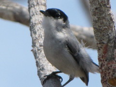 Polioptila nigriceps