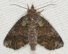Paectes pygmaea