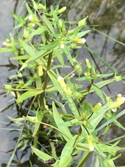 Gratiola quartermaniae