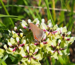Satyrium favonius