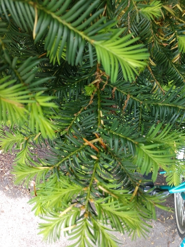 Taxus cuspidata iNat (3)
