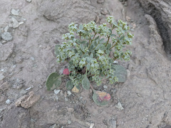 Chorizanthe corrugata