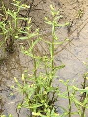 Gratiola quartermaniae