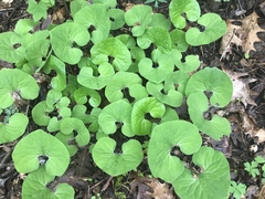 Asarum canadense reflexum