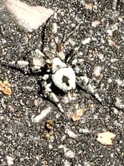 Eustala tribrachiata