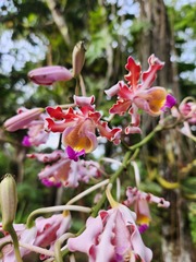 Myrmecophila tibicinis, photograph (c) Patrick Jackson, some rights reserved (CC BY)
