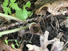 Asarum canadense reflexum