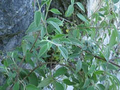 Philadelphus microphyllus madrensis
