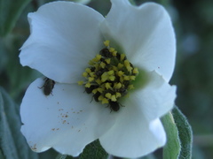 Philadelphus microphyllus madrensis