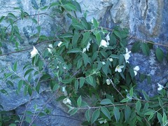 Philadelphus microphyllus madrensis