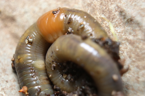 Green Worm, photo 4 of 9