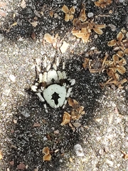 Eustala tribrachiata