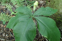 Arisaema quinatum
