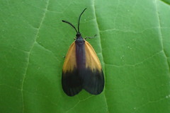 Pyromorpha dimidiata