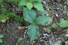Trillium catesbaei