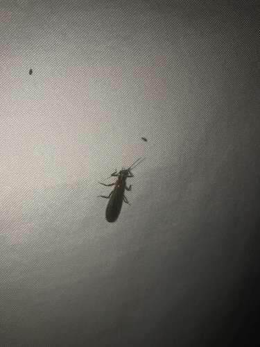 Spiny Springfly