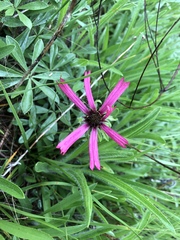 Echinacea tennesseensis