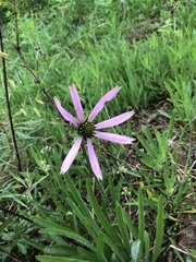 Echinacea tennesseensis